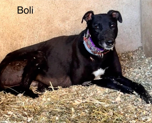 boli