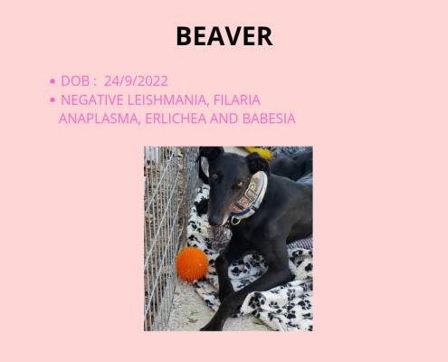 Beaver5