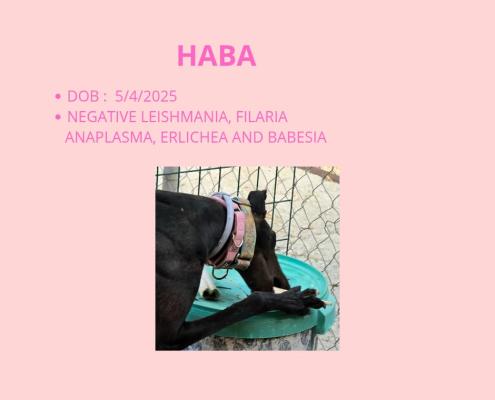 Haba2