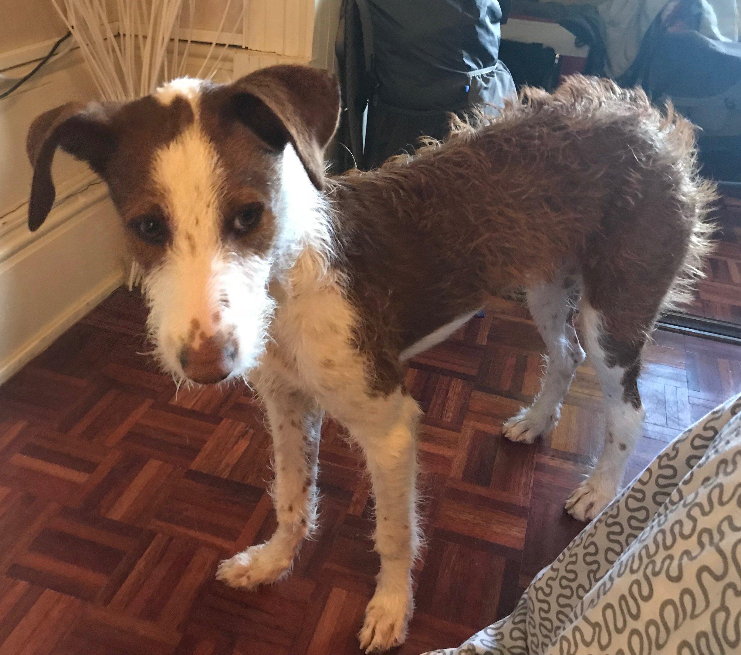 Rio, the Podenco