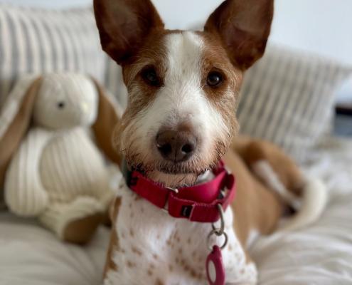 Rio the podenco portrait