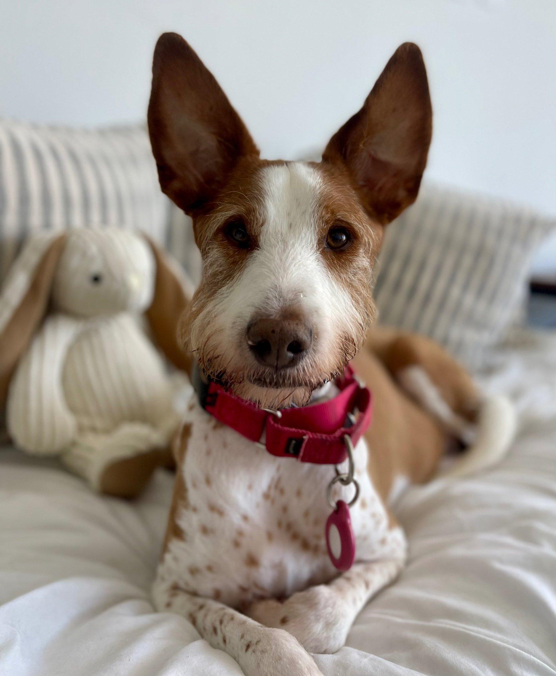 Portrait of Rio the Podenco