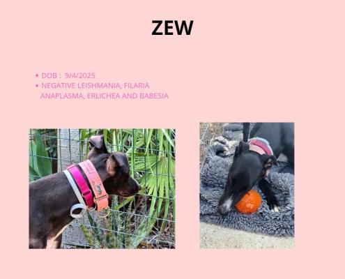Zew7